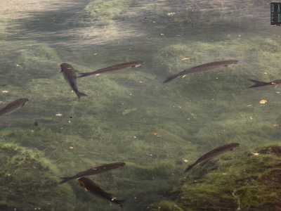 Sul fondale nuotano grossi cefali: rappresentano il cibo degli uccelli che stazionano in questo punto